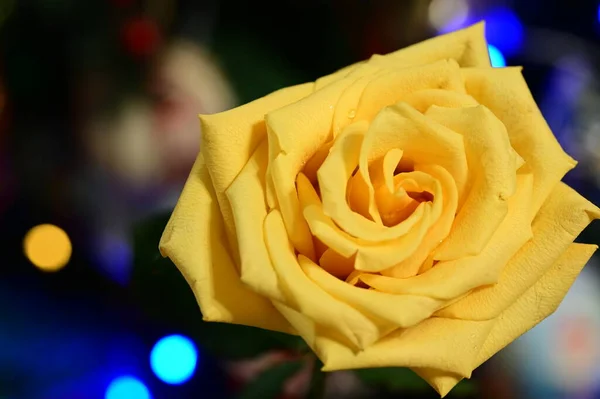Gelbe Rose Blume Auf Verschwommenem Bokeh Festlichen Hintergrund — Stockfoto