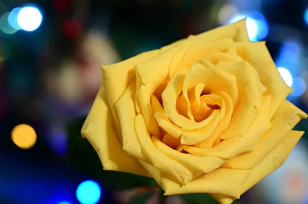 黄玫瑰花 背景模糊 — 图库照片
