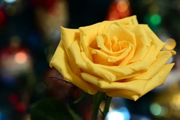 Gelbe Rose Blume Auf Verschwommenem Bokeh Festlichen Hintergrund — Stockfoto