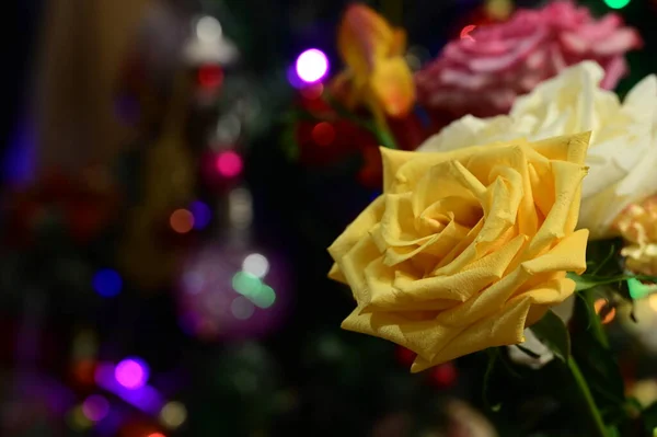 Schöne Rosenblüten Auf Verschwommenem Bokeh Festlichen Hintergrund — Stockfoto