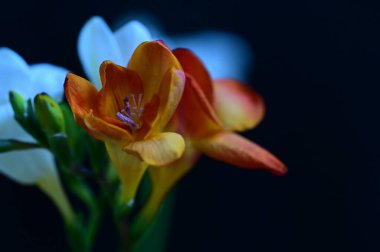 güzel çiçeklerin yakın görünümü 