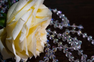 Güzel gül çiçeği, kapat