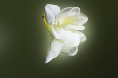 Güzel beyaz çiçeklerin yakın görüntüsü 