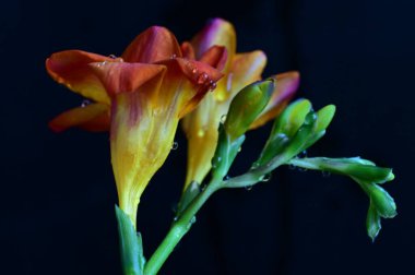 güzel çiçeklerin yakın görünümü 