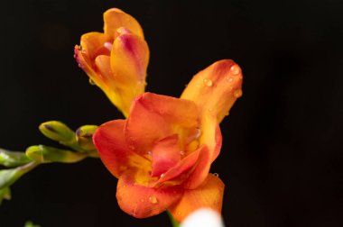 Güzel portakal çiçeklerinin yakın görüntüsü 