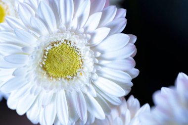 Güzel Çin Asterı çiçeği koyu arka planda izole edilmiş.