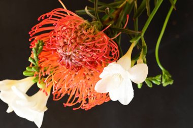 Siyah arkaplanda güzel kırmızı ve beyaz çiçekler