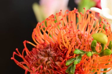 Güzel kırmızı çiçekler, çiçek konsepti...