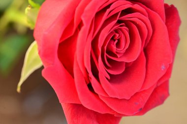 Bahçedeki güzel kırmızı gül çiçeği