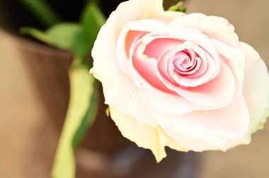 Bahçede yetişen güzel, yumuşak bir gül.