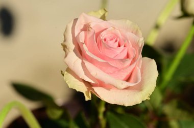 Bahçede yetişen güzel, yumuşak bir gül.