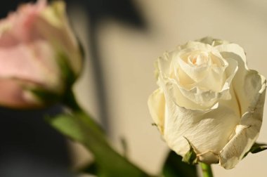 Bahçede yetişen güzel, yumuşak bir gül.