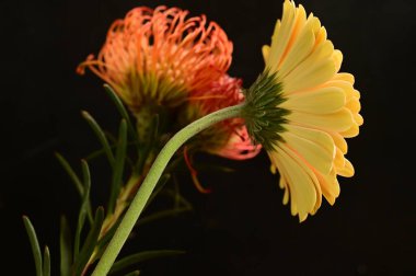 Siyah arka planda turuncu Afrika protesi ve sarı Gerbera çiçekleri izole edilmiş.