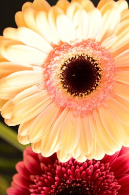 Güzel Gerbera çiçeklerine yakın çekim