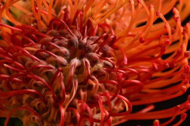 Siyah arkaplanda güzel turuncu çiçeklerin manzarasını kapat