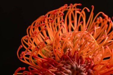 Siyah arkaplanda güzel turuncu çiçeklerin manzarasını kapat