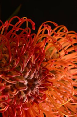 Siyah arkaplanda güzel turuncu çiçeklerin manzarasını kapat