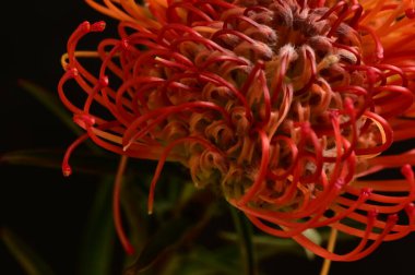 Siyah arkaplanda güzel turuncu çiçeklerin manzarasını kapat