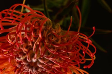 Siyah arkaplanda güzel turuncu çiçeklerin manzarasını kapat