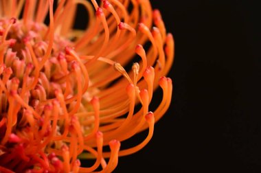 Siyah arkaplanda güzel turuncu çiçeklerin manzarasını kapat