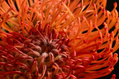 Siyah arkaplanda güzel turuncu çiçeklerin manzarasını kapat