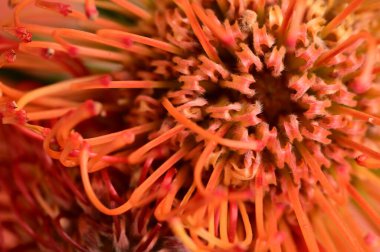 Koyu arkaplanda turuncu protea çiçeğinin yakın görüntüsü