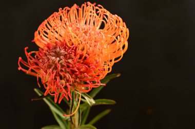 Siyah arkaplanda güzel turuncu ve kırmızı çiçekleri kapat