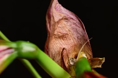 Koyu arkaplanda parlak pembe çiçek tomurcuğu