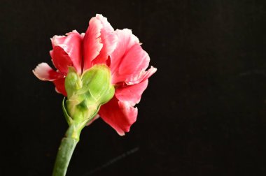 Koyu arkaplanda güzel beyaz ve pembe karanfil çiçeği