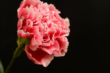 Koyu arkaplanda güzel beyaz ve pembe karanfil çiçeği