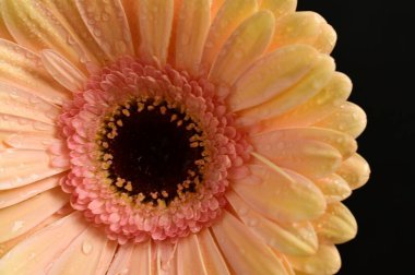 Koyu arkaplanda güzel bir Gerbera çiçeğine yaklaş.