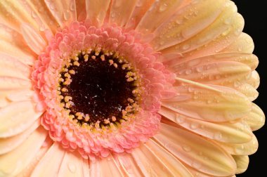 Koyu arkaplanda güzel bir Gerbera çiçeğine yaklaş.