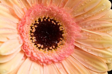 Koyu arkaplanda güzel bir Gerbera çiçeğine yaklaş.