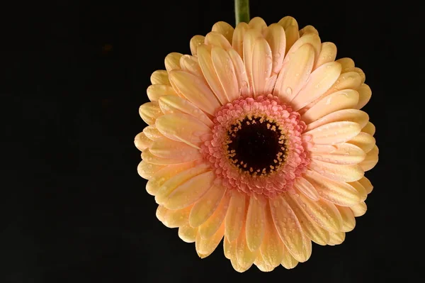 close up of a beautiful gerbera flower on dark background