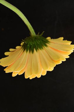 Koyu arkaplanda güzel sarı bir Gerbera çiçeğine yaklaş.