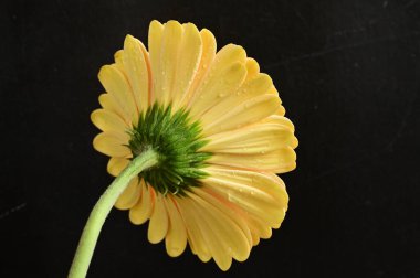 Koyu arkaplanda güzel sarı bir Gerbera çiçeğine yaklaş.