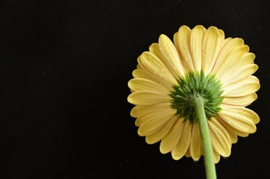 Koyu arkaplanda güzel sarı bir Gerbera çiçeğine yaklaş.