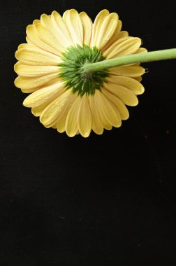 Koyu arkaplanda güzel sarı bir Gerbera çiçeğine yaklaş.