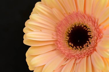 Koyu arkaplanda güzel bir Gerbera çiçeğine yaklaş.