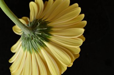 Koyu arkaplanda güzel sarı bir Gerbera çiçeğine yaklaş.