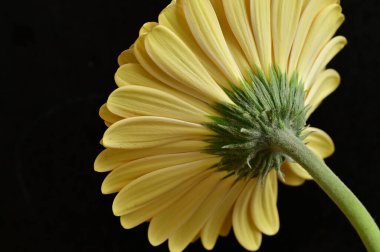 Koyu arkaplanda güzel sarı bir Gerbera çiçeğine yaklaş.