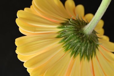 Koyu arkaplanda güzel sarı bir Gerbera çiçeğine yaklaş.