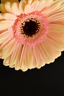 Koyu arkaplanda güzel bir Gerbera çiçeğine yaklaş.