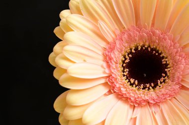 Koyu arkaplanda güzel bir Gerbera çiçeğine yaklaş.