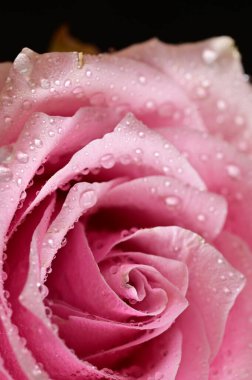 siyah arka plan üzerinde güzel pembe Gül çiçek