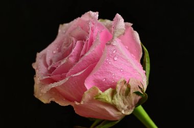 siyah arka plan üzerinde güzel pembe Gül çiçek