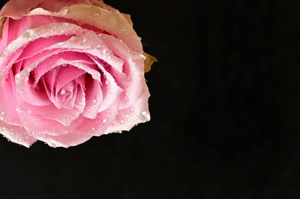 beautiful pink rose flower on black background