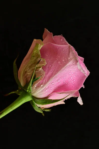 beautiful pink rose flower on black background