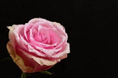 siyah arka plan üzerinde güzel pembe Gül çiçek