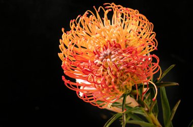 Siyah arkaplanda güzel turuncu çiçeklerin manzarasını kapat